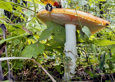 red mushroom with the Latin name Amanita muscaria grew up in the forest under a tree, bottom view