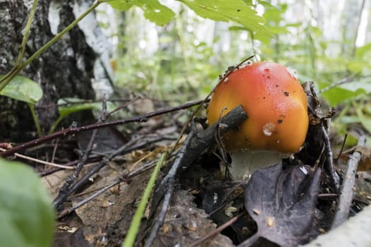 red mushroom with the Latin name Amanita muscaria grew up in the forest under a tree