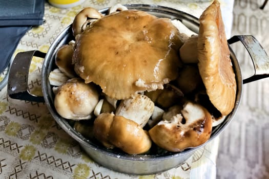 washed forest mushrooms in a saucepan prepared for salting