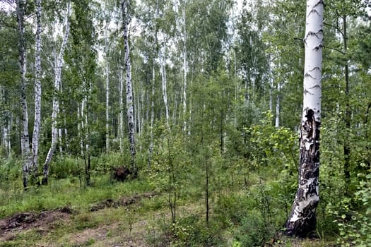 birch and pine forest in summer in Sunny weather, southern Urals