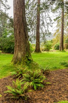 Redwood trees and ferns near the entrance to Benmore Botanic Garden, Loch Lomond and the Trossachs National Park, Scotland