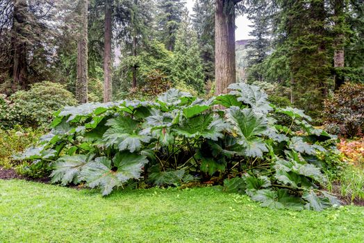 Large leaves of Gunnera Manicata in Benmore Botanic Garden, Loch Lomond and the Trossachs National Park, Scotland