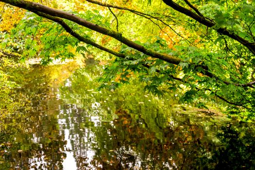 Colours of autumn in Benmore Botanic Garden, Loch Lomond and the Trossachs National Park, Scotland