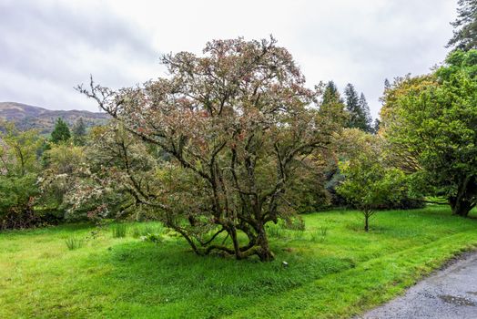 Beautiful tree (Enkianthus Campanulatus) standing along one of the footpathes in Benmore Botanic Garden, Loch Lomond and the Trossachs National Park, Scotland
