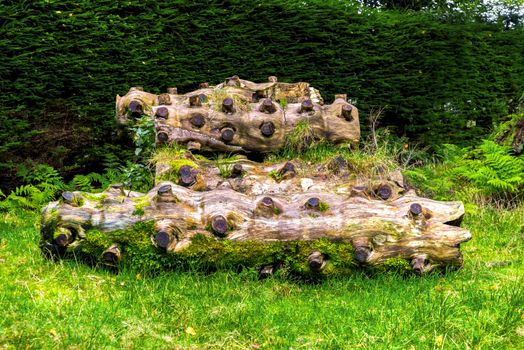 Scenic logs with multiple flat sawed off branches laying down on green grass in Benmore Botanic Garden, Loch Lomond and the Trossachs National Park, Scotland