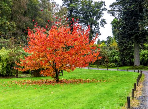 A beautiful tree (Davidia Involucrata) from South-West China with falling colourful red and orange leaves during autumn season in Benmore Botanic Garden, Loch Lomond and the Trossachs National Park, Scotland