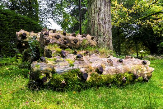 Scenic timber pieces with sawed off branches in Benmore Botanic Garden, Loch Lomond and the Trossachs National Park, Scotland