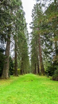 A lovely Redwood Avenue surrounded by tall trees in Benmore Botanic Garden, Loch Lomond and the Trossachs National Park, Scotland