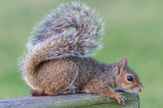 A wild squirrel poses for the camera. Florida, USA.
