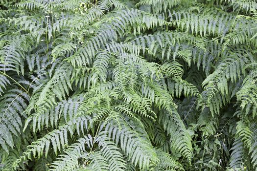 Ferns in the forest, wild ferns detail of a mountain