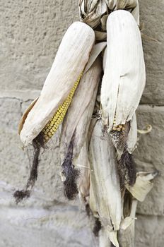 Dry corn cobs, detail of cereal drying outdoors, food and healthy food