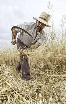 Farmer working, detail of a man working in the field, manual labor, cereal