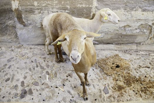 Sheep farm detail about farm pets