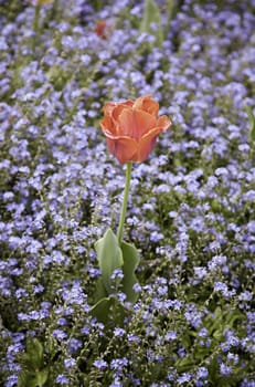 Poppy field, flower detail on the field spring flowers, textured background