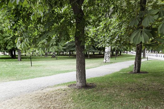 Road in the forest, detail of a route for walking in nature, forest trees