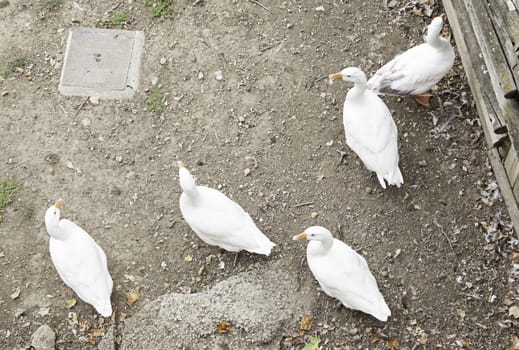 White Ducks on the farm detail about animals, captive birds, farm in Spain