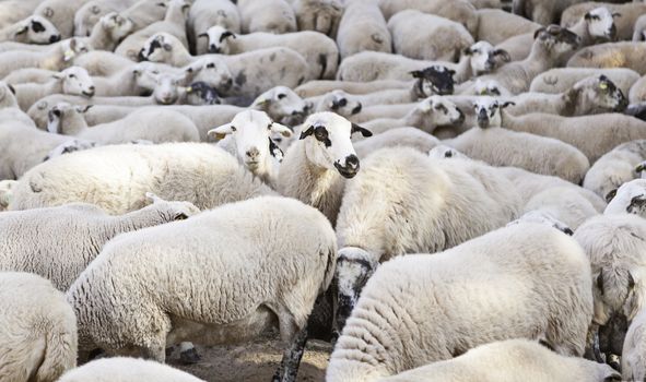 Flock of sheep farm detail of mammals on a farm animal, animal to give wool