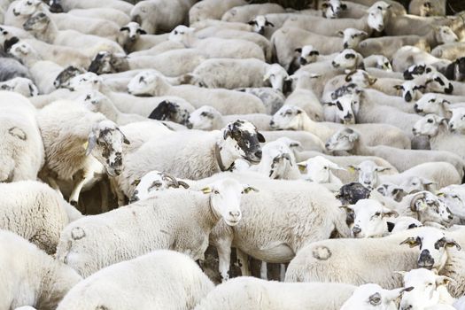 Flock of sheep on the farm, detail of the livestock industry, animal living mammals, life and nature