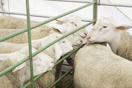 Sheep farm in captivity, detail of some animals to produce wool and milk, mammal in captivity