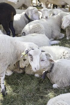 Sheep for milk, farm animals to produce milk, wool mammals
