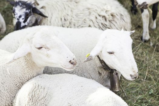 Sheep for milk, farm animals to produce milk, wool mammals