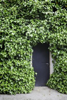 Ivy on the wall and the door, detail of a door in an old facade with plants
