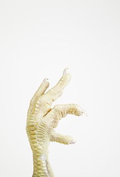 Chicken Claw, detail of a chicken leg isolated on white background, animal, farm