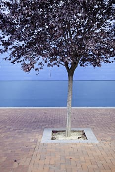 Tree in the city, detail of a tree in the concrete floor background with urban detail