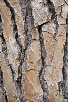 Bark of tree in the forest, detail of a tree in the woods, nature