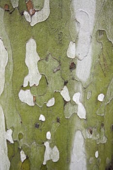 Tree bark, detail of an old tree, textured background, nature, flora