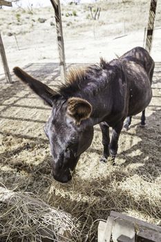 Donkey on a farm, detail of a trained mammal, animal to work on the farm