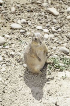 Prairie dog in his burrow, detail cuatividad a wild animal, zoo and animal exposure