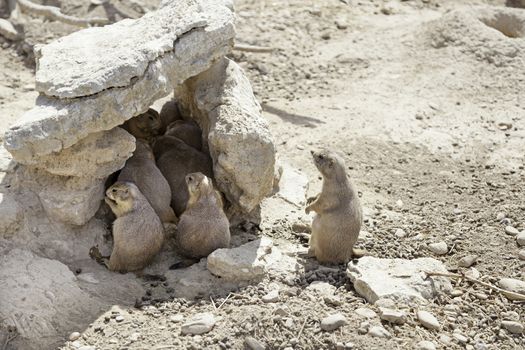 Prairie dog in his burrow, detail cuatividad a wild animal, zoo and animal exposure