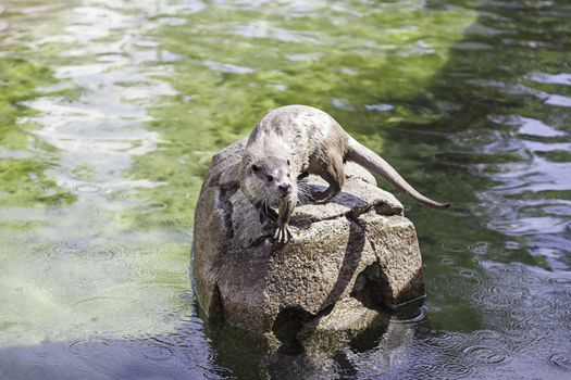 Otter resting on a rock, closeup of a wild animal in a pond in a zoo in the city