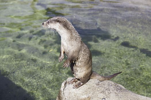 Otter resting on a rock, closeup of a wild animal in a pond in a zoo in the city