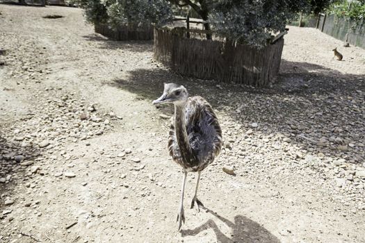 Ostrich running in the zoo, detail of a large bird in an enclosed, care and protection