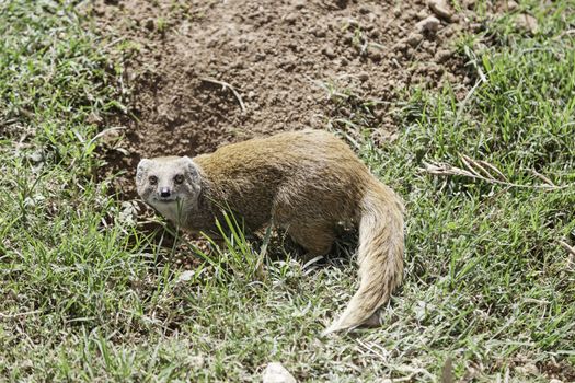 Mongoose in the jungle, wild mammal detail, exotic and rare animals