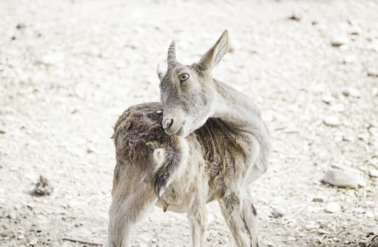 Young goat on a farm, detail of a mammal in captivity, animal farm