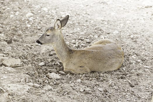 Young buck wild, detail of a young animal in the mountains, mammal