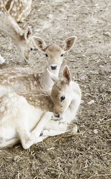 Young deer in a zoo, detail of a young mammals, natural beauty