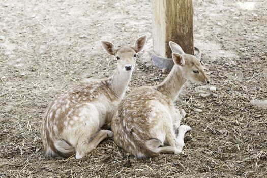 Couple of young deer, detail about mammals in captivity in a zoo, natural beauty