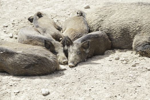 Pigs livestock, animal husbandry, detail of mammals for human consumption