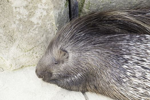 Porcupine wild in a zoo, an animal detail exotic mammal