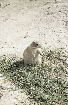 Prairie Dog exotic animal, detail of a mammal in captivity in a zoo, Funny