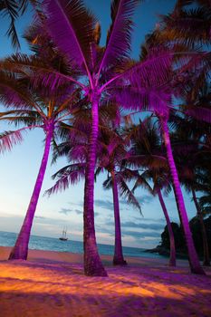 Night view of illuminated palms on tropical beach