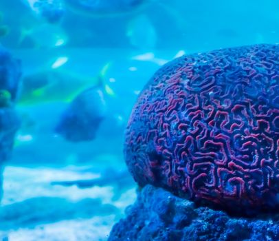 amazing beautiful underwater aquatic sea landscape background of a red brain coral in close up with swimming fish in the background