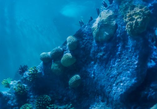 stone rock wall full with different coral plants a underwater aquatic sea landscape background