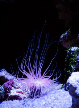 Sea anemone shining purple and pink light beautiful underwater aquatic ocean animal plant