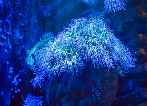 amazing colorful blue big sea anemone animal plant in a aquatic underwater sea landscape scene beautiful background