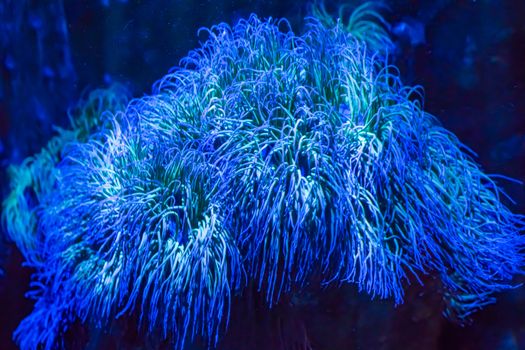 beautiful bright shining blue big sea anemone animal plant in closeup dream like ocean landscape background